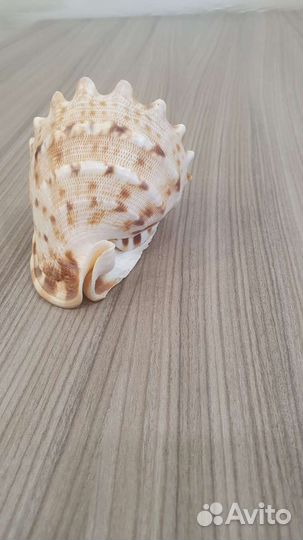 Раковина ракушка