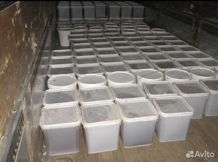 Свежий мед 2023 года с доставкой