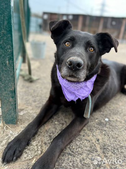 Добрый пес в добрые руки