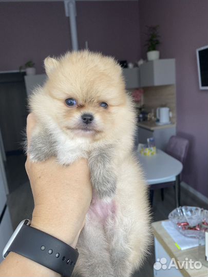 Померанский шпиц мини белый