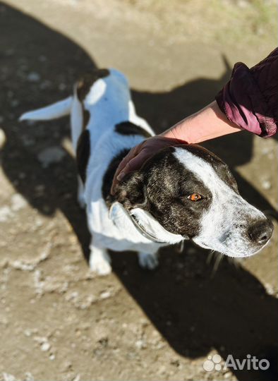 Метис стаффа