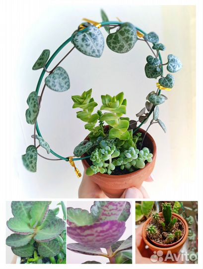 Кактусы и суккуленты