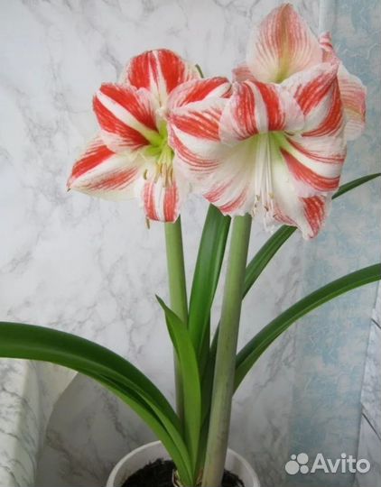 Гиппиаструм цветы