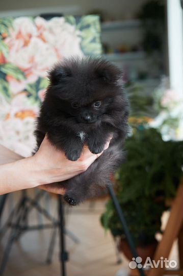 Маленький чёрный шпиц