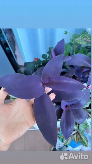 Сортовые традесканции