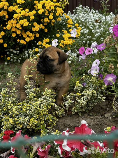 Щенки бульмастифа