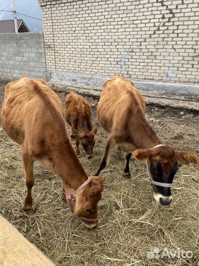 Джерсийская корова