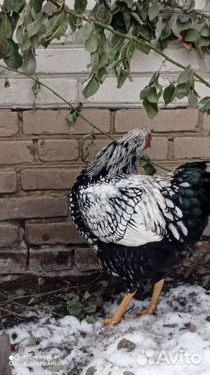 Куры несушки