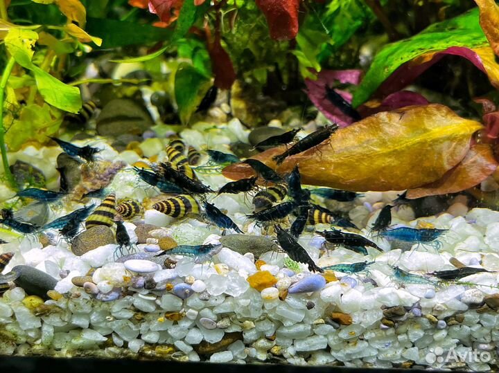 Для аквариума