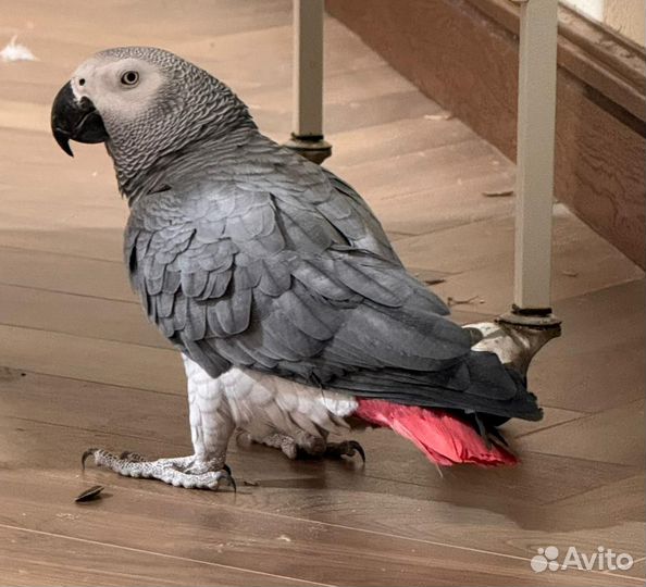 Говорящий попугай жако