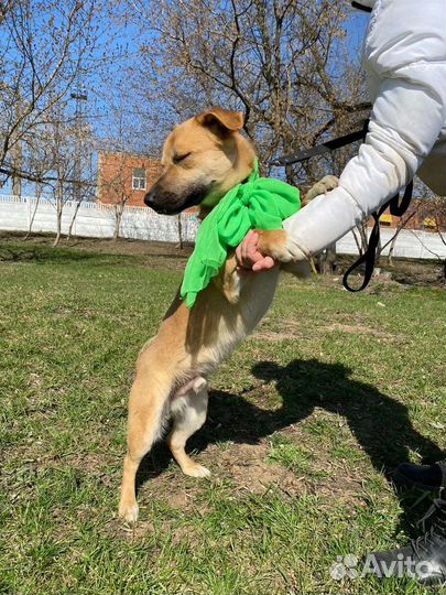 Небольшой пес из приюта