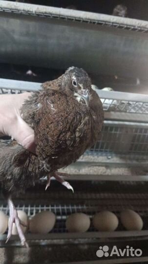 Перепела суточные