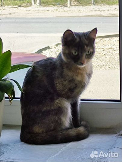 Котенок 5 месяцев