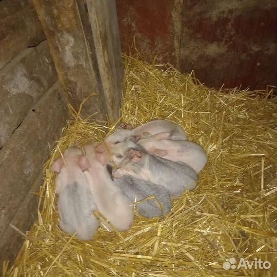 Поросята