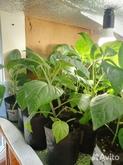 Рассада овощей