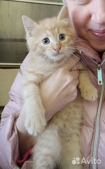 Котята в добрые руки даром бесплатно