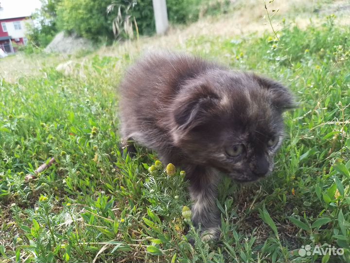 Отдам в добрые руки