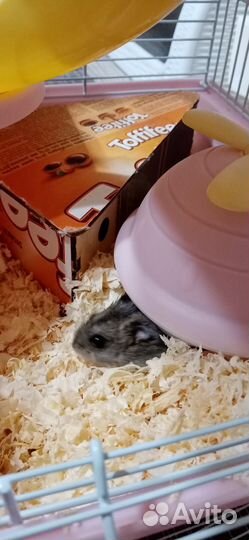 Хомяки джунгарики бесплатно