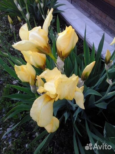 Ирис / лилейник