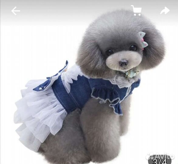 Товары для собак