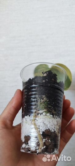 Сциндаптус жаде сатин вар