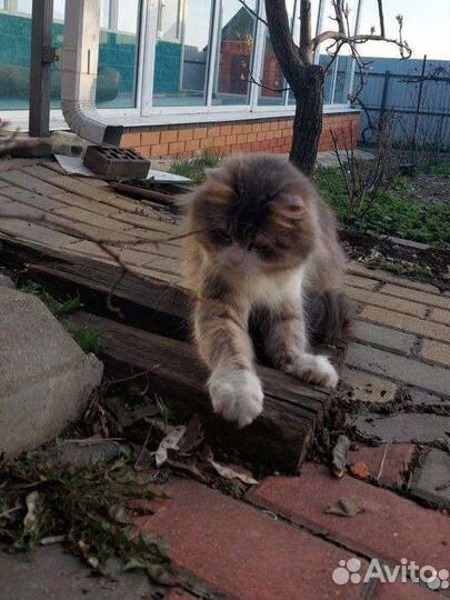 Отдам бесплатно