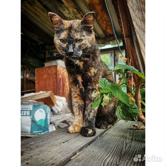 Котята ищут дом