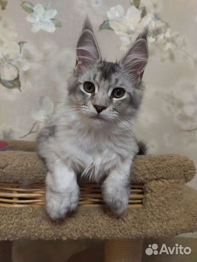 Котята мейн-кун