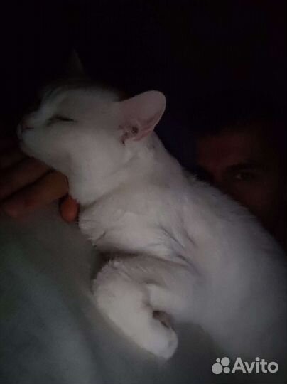 Отдам кота в хорошие руки