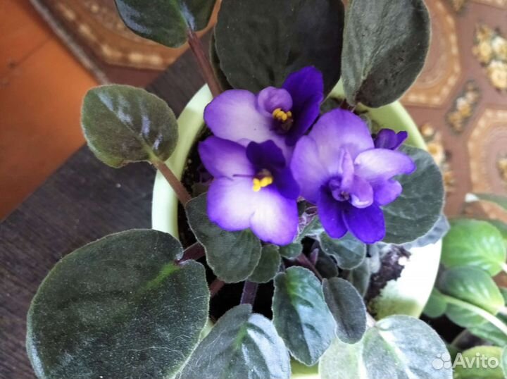 Фиалка домашний цветок