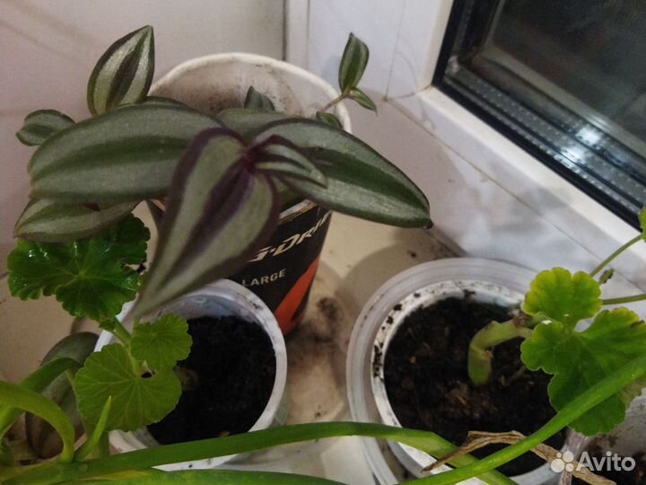 Комнатные цветы: колеусы, фиалки, герань, традеска