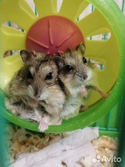 Грызуны в ассортименте