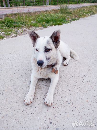 Пёс в добрые руки