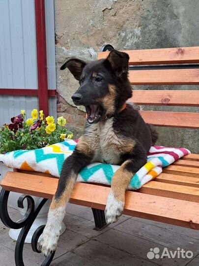 Щенок в добрые руки