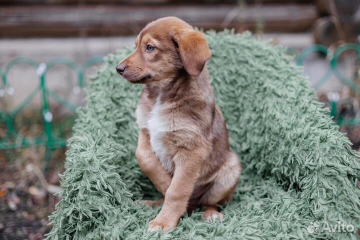 Щенок мальчик
