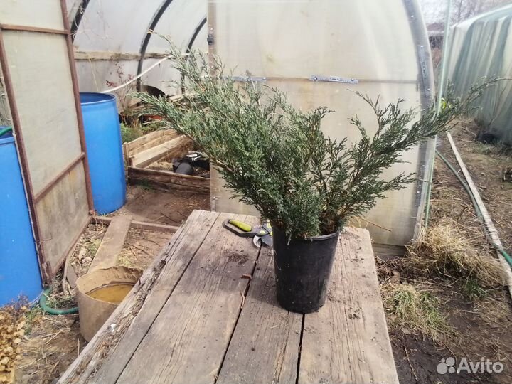 Саженцы хвойных