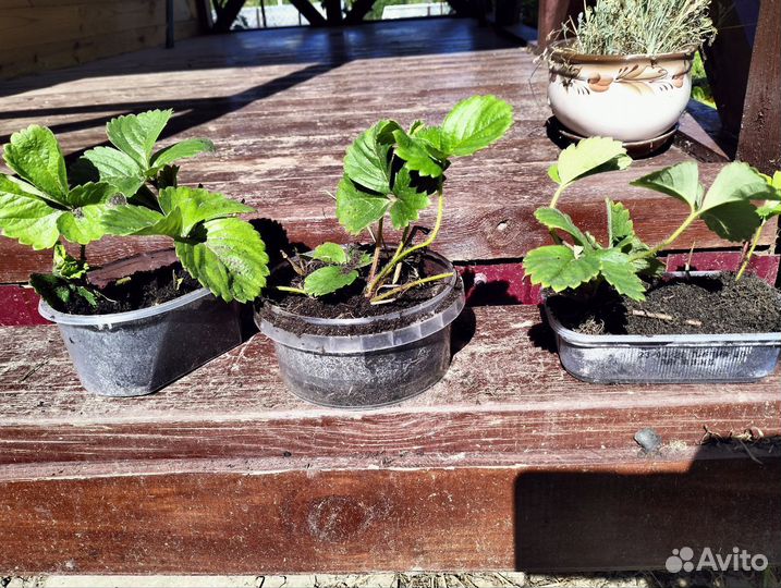 Клубники крупной ранней усы