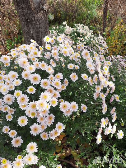 Хризантемы