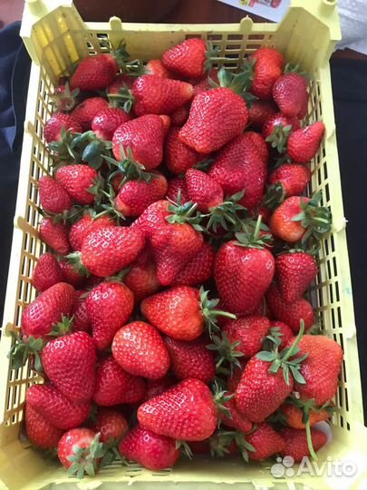 Клубника оптом и мелким оптом