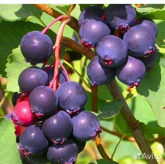 Ирга 5 летка плодоносящий саденец зкс 20 литров