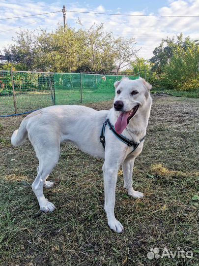 Собака в добрые руки