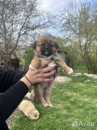 Собака в добрые руки щенок