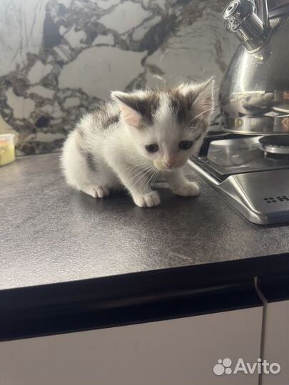 Котенок, мальчик, от мамы британки