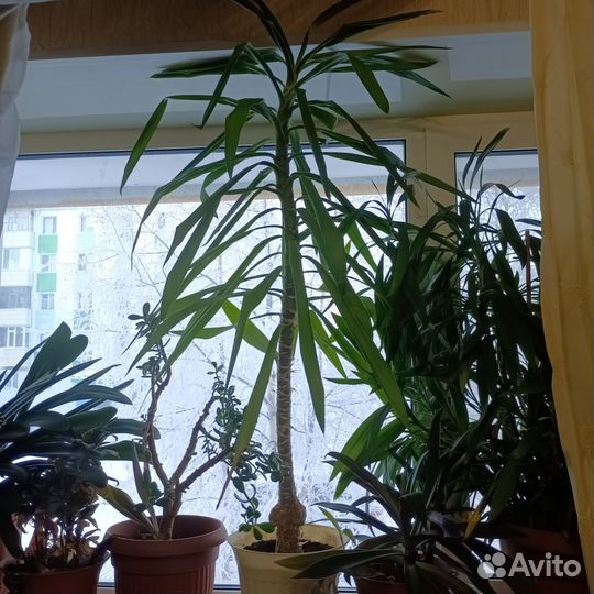 Комнатные цветы юкка
