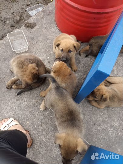 Отдаю щенка