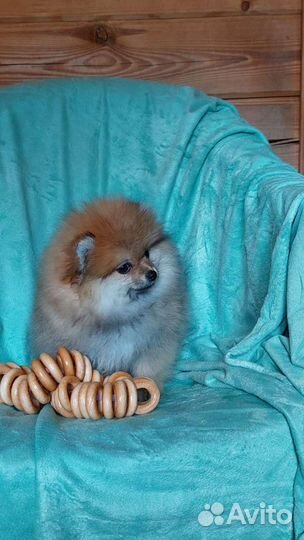 Щенки немецкого шпица