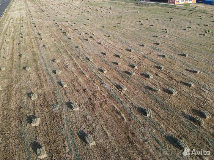 Сено луговое в тюках