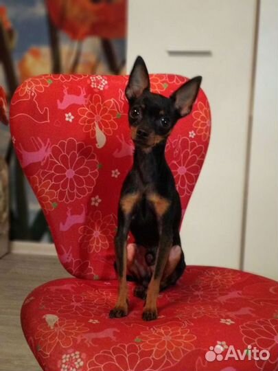 Вязка, той-терьер (мини)