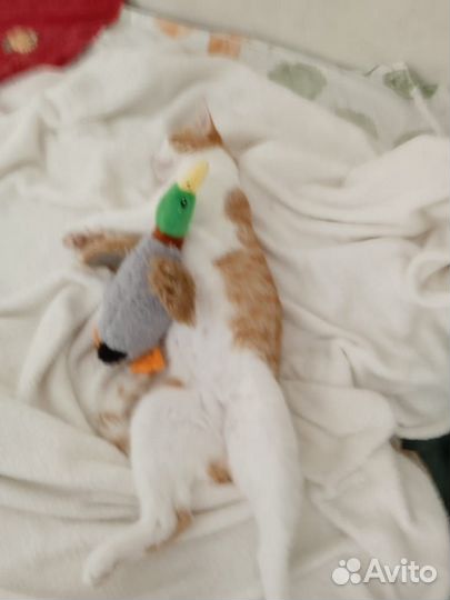 Кошка бесплатно