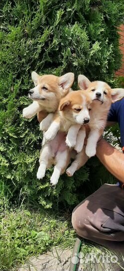 Щенки корги